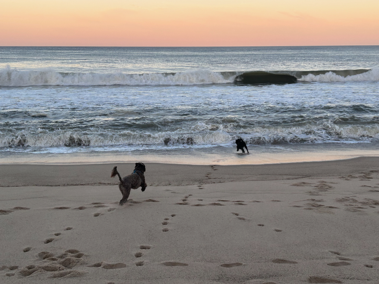 Dogs at Cape Cod Beach